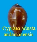 Cypraea adusta persica andamanensis, Schilder&Schilder 1937